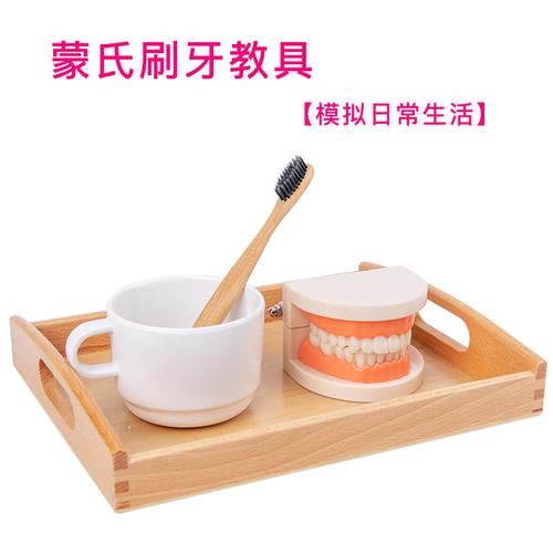 牙齿蒙氏日常生活教具幼儿园假牙模型认识刷牙练习