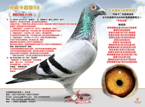 芬妮卡超级59-全友国际铭鸽-中信网爱鸽商城