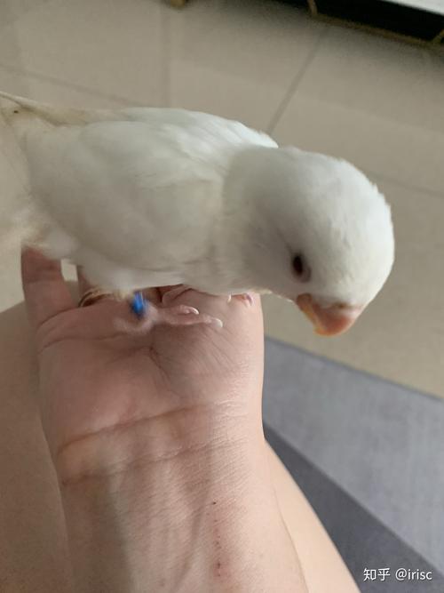 养牡丹鹦鹉的心理真的要强大可能一不小心就要养一个残疾儿终生