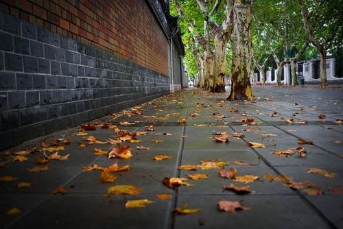 秋雨梧桐落叶时.