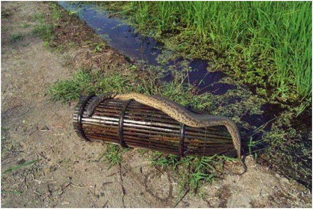 幸好,这种世界上最大的蚂蟥分布在马来西亚,咱们大天朝民众还是可以