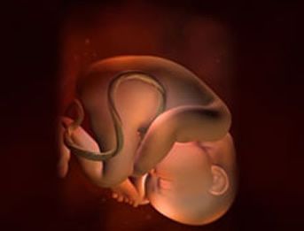 怀孕35周怀孕35周胎儿图胎动怀孕35周胎儿发育标准