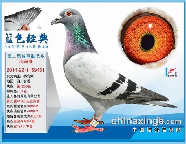 飞翔公棚-杨发荣.鸽主刚刚获云南公棚冠军