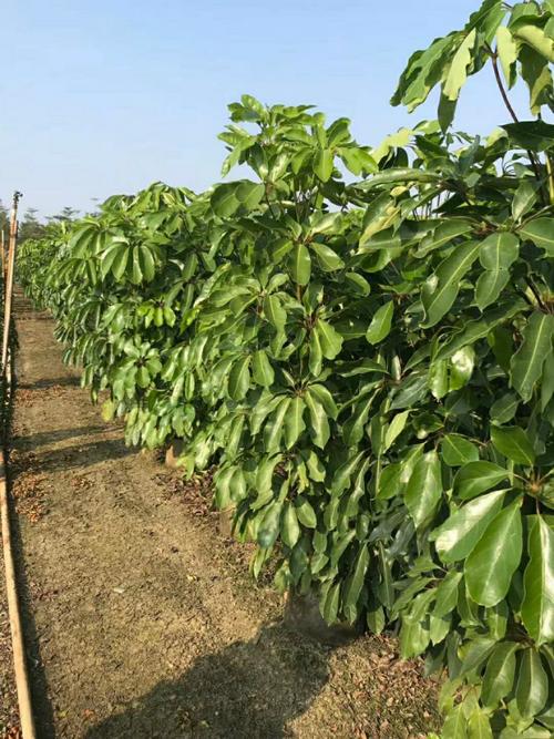 澳洲鸭脚木 多种规格灌纵阴生植物大叶伞广东基地批发