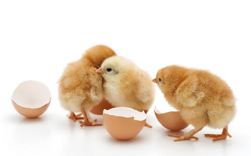 可爱的小鸡破壳而出!
