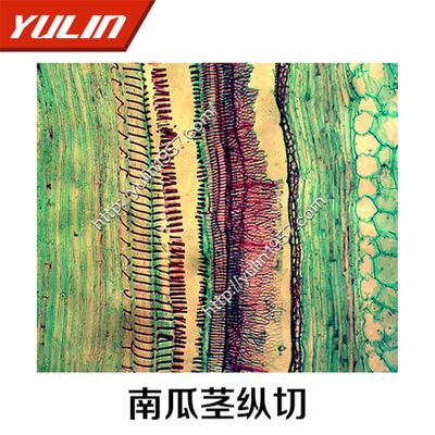 河南雨林南瓜茎纵切25.4*76.2*1.2mm新鲜,及时,无病变纵切