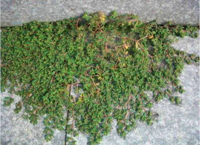 在农村有许多不知名的野草,很多外表看起来没有什么吸引力.