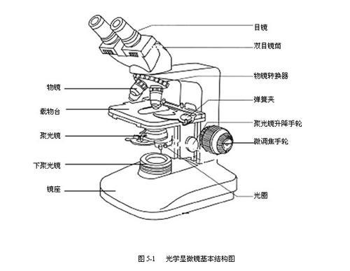 光学显微镜简笔画