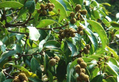 它叫苦槠,叶能喂猪,果能做豆腐,儿时天亮就去捡,今成保护植物