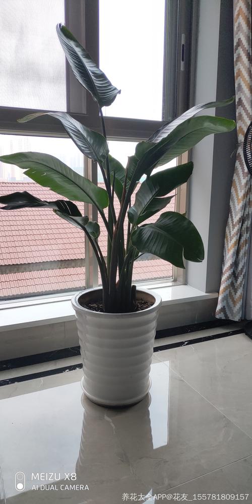 帮忙看一下是金钻 还是天堂鸟