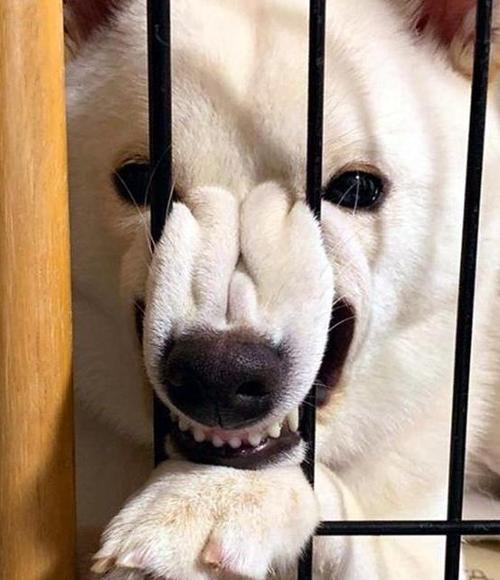 狗狗"呲牙",就代表"攻击"吗?