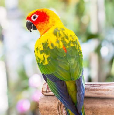 八种公认的颜色最鲜艳的鹦鹉,养不了云吸鸟!