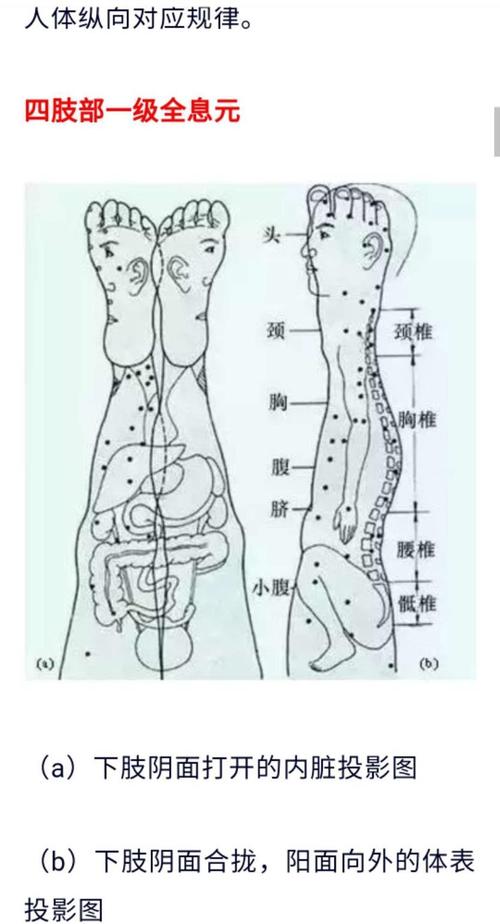 小腿肚对应人体的反射区