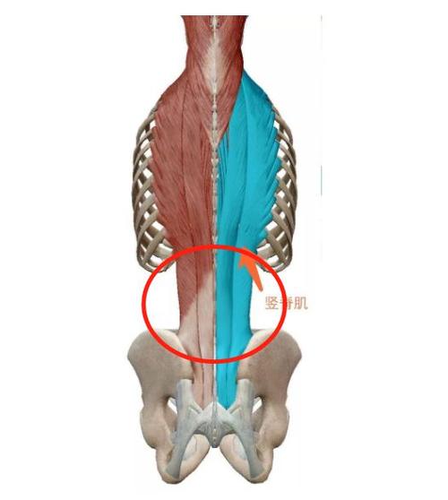 骨盆前倾的时候, 下背部的竖脊肌会持续紧张收缩,时间一长就会过度
