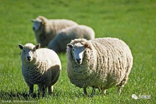 咱们不想工作了回家一无所有,澳大利亚人不想工作了回家还有十只绵羊