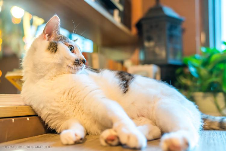 好看 家 小猫 猫眼 温柔 诱人 家园 自在 哺乳动物 和平 爪子 毛绒绒