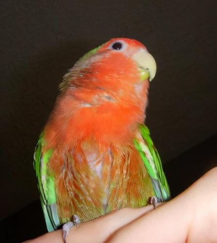 有一种可能说"满堂红"是因为饮食而导致的,但牡丹鹦鹉并不像金丝雀一