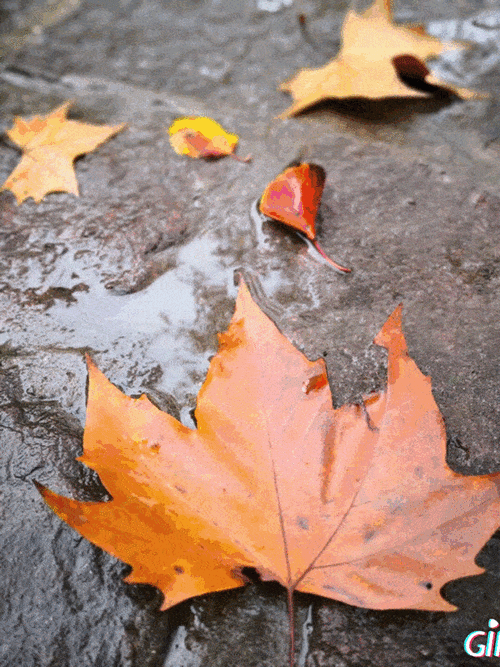 【大雪】秋日寄语落叶还需归根