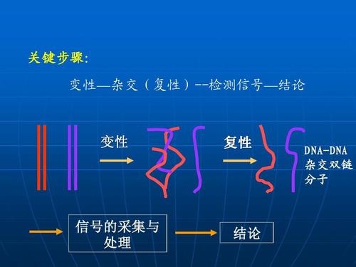 第4讲 核酸分子杂交技术ppt
