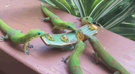 壁虎吃什么食物壁虎的种类有哪些