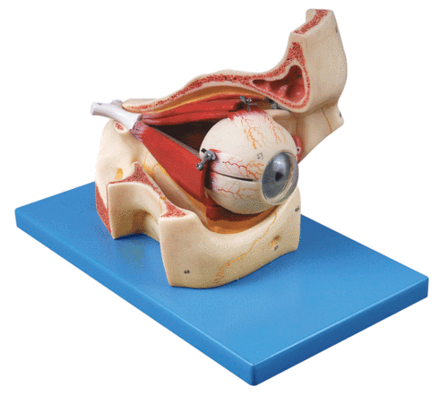 眼球解剖模型