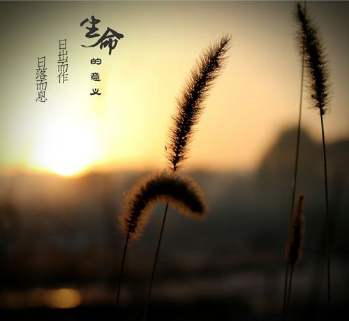 冬日清晨霜降
