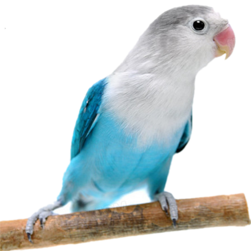 鸟活体虎皮鹦鹉活体牡丹鹦鹉活体玄凤鹦鹉鸟活体手玩鸟学舌鸟宠物活体