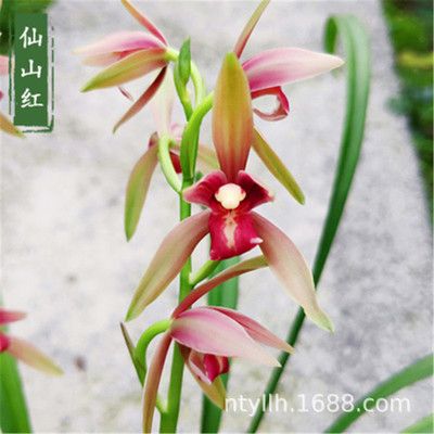 建兰仙山红兰花苗四季色花红花名品稀有浓香绿植花卉盆栽红舌