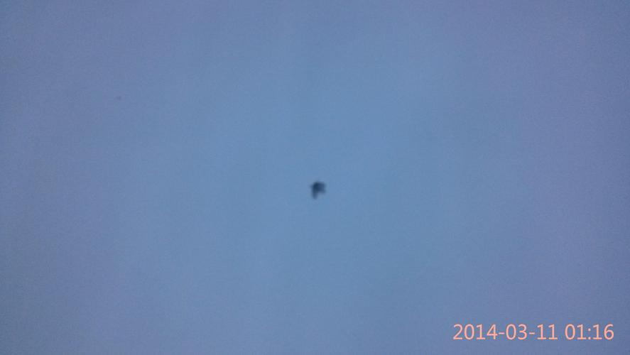 这小虫子是什么啊 怎么来的