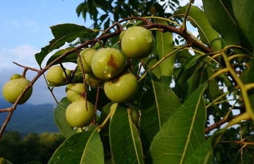 无患子的功效与作用