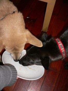 阿宅和小乖一起把盘子舔乾净.