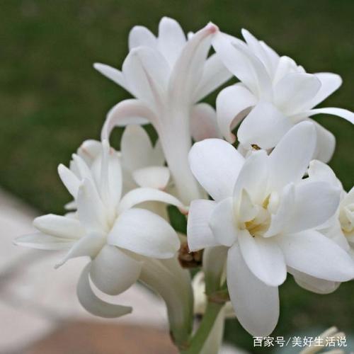 十二生肖各代表的幸运花与寓意有哪些,快来看看~(上)