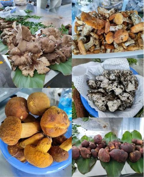 云南这里的野生菌太便宜了