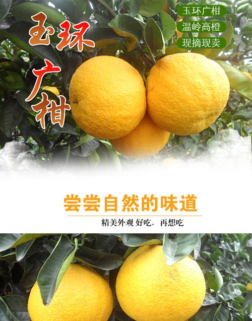 温岭高橙/玉环广柑/ 非赣南江西脐橙子 精品10斤1箱