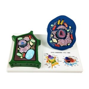 动植物细胞对比模型 动物植物 初中生物教具 教学仪器