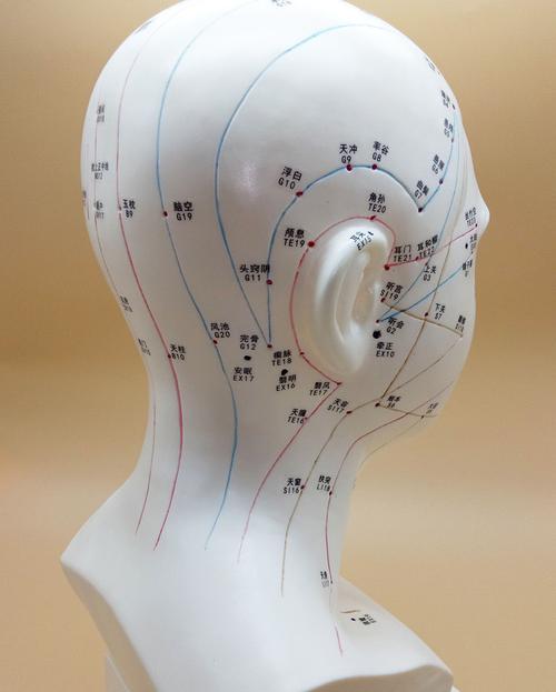 伟叶头部针灸穴位模型大小可选高经络穴位图脑袋面脸部按摩刮痧丰帆铜