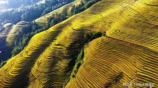龙脊梯田天然居秋天风景很美与您分享秋天的金色龙脊梯田