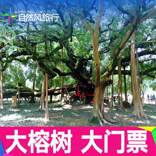 共41 件阳朔大榕树门票相关商品