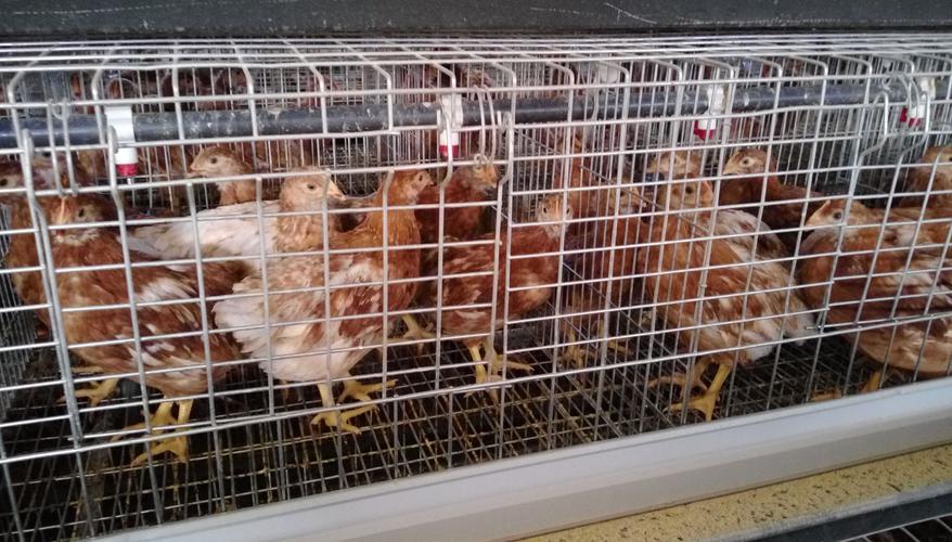 育成鸡各阶段生长发育(图文)