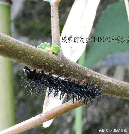蛱蝶的幼虫