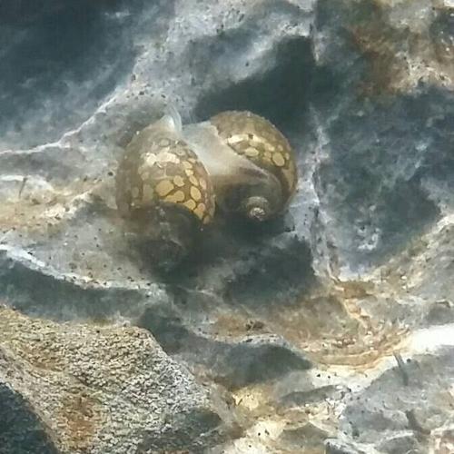 请问这个是什么螺,缸里多了两只螺出来