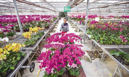 1月21日,完成组盆的蝴蝶兰被运往市场进行销售.
