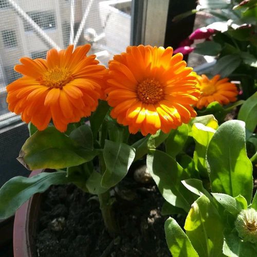 时令花卉金盏菊盆栽苗 营养钵金盏花 花坛造型草花供应