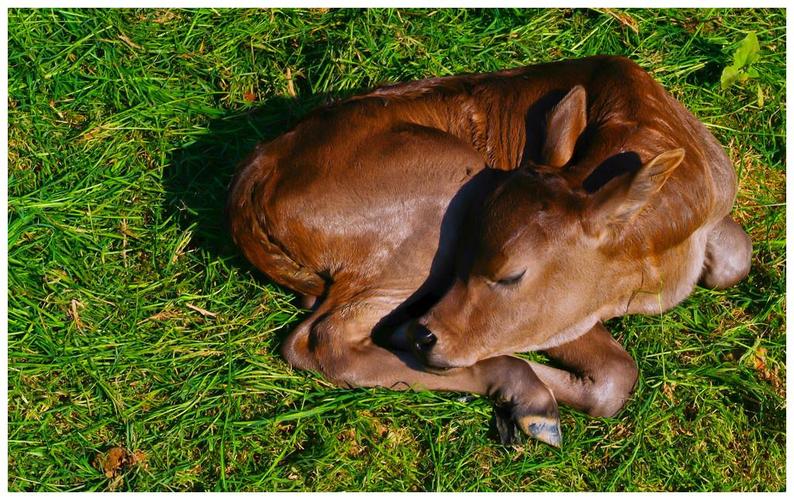 初生牛犊拉稀的原因刚出生的牛犊拉稀都有哪些原因本文告诉你