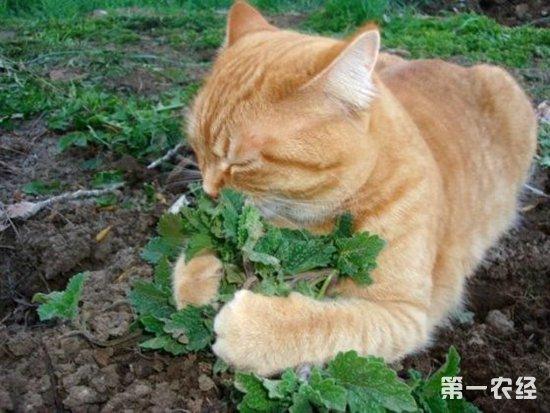 猫薄荷怎么用