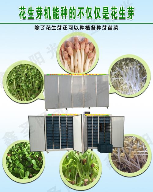鑫圣阳光全自动花生芽机 商用花生芽机 花生芽专用机