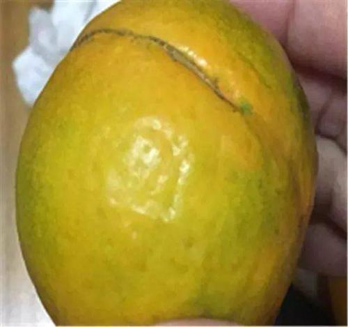 冬季佳果!皇帝柑59元/10斤,抵吃又能消滞止渴,补充维生素c