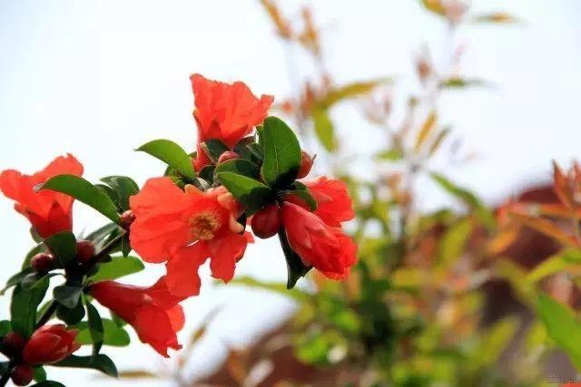 五月| 又是石榴花开时