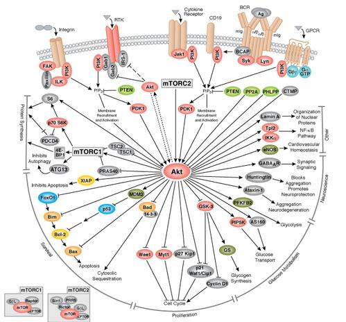 信号通路图概览_信号转导学院 - 赢在信号通路