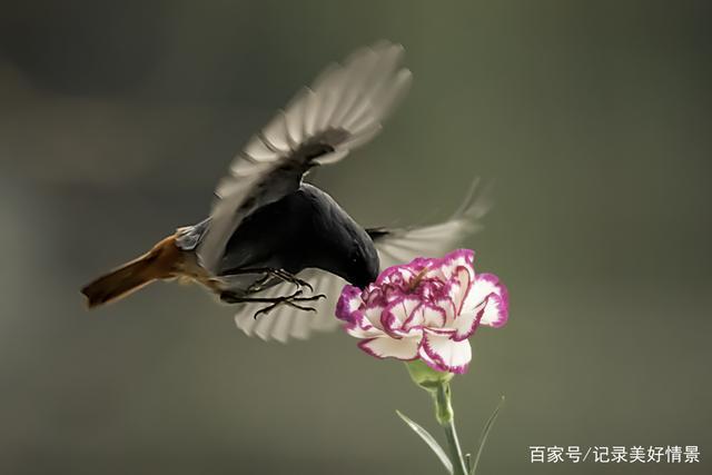花儿艳虫儿香,鸲鸟空中来赏光